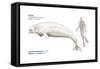 Beluga (Delphinapterus Leucas), Mammals-Encyclopaedia Britannica-Framed Stretched Canvas