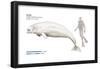 Beluga (Delphinapterus Leucas), Mammals-Encyclopaedia Britannica-Framed Poster