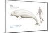 Beluga (Delphinapterus Leucas), Mammals-Encyclopaedia Britannica-Mounted Poster