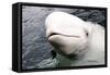 Beluga Whale, Churchill, Manitoba, Canada, North America-Bhaskar Krishnamurthy-Framed Stretched Canvas