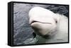 Beluga Whale, Churchill, Manitoba, Canada, North America-Bhaskar Krishnamurthy-Framed Stretched Canvas