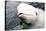 Beluga Whale, Churchill, Manitoba, Canada, North America-Bhaskar Krishnamurthy-Stretched Canvas