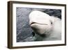 Beluga Whale, Churchill, Manitoba, Canada, North America-Bhaskar Krishnamurthy-Framed Photographic Print