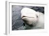 Beluga Whale, Churchill, Manitoba, Canada, North America-Bhaskar Krishnamurthy-Framed Photographic Print