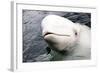 Beluga Whale, Churchill, Manitoba, Canada, North America-Bhaskar Krishnamurthy-Framed Photographic Print