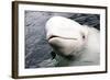 Beluga Whale, Churchill, Manitoba, Canada, North America-Bhaskar Krishnamurthy-Framed Photographic Print