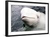 Beluga Whale, Churchill, Manitoba, Canada, North America-Bhaskar Krishnamurthy-Framed Photographic Print