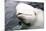 Beluga Whale, Churchill, Manitoba, Canada, North America-Bhaskar Krishnamurthy-Mounted Photographic Print