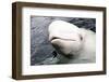 Beluga Whale, Churchill, Manitoba, Canada, North America-Bhaskar Krishnamurthy-Framed Photographic Print