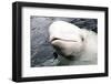 Beluga Whale, Churchill, Manitoba, Canada, North America-Bhaskar Krishnamurthy-Framed Photographic Print