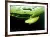 Beluga Whale (Delphinapterus Leucas) Swimming Under Ice And Exhaling Air-Franco Banfi-Framed Photographic Print