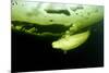 Beluga Whale (Delphinapterus Leucas) Swimming Under Ice And Exhaling Air-Franco Banfi-Mounted Photographic Print