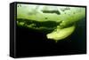 Beluga Whale (Delphinapterus Leucas) Swimming Under Ice And Exhaling Air-Franco Banfi-Framed Stretched Canvas