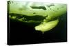 Beluga Whale (Delphinapterus Leucas) Swimming Under Ice And Exhaling Air-Franco Banfi-Stretched Canvas