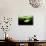 Beluga Whale (Delphinapterus Leucas) Swimming Under Ice And Exhaling Air-Franco Banfi-Photographic Print displayed on a wall