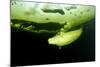 Beluga Whale (Delphinapterus Leucas) Swimming Under Ice And Exhaling Air-Franco Banfi-Mounted Photographic Print