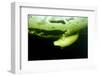 Beluga Whale (Delphinapterus Leucas) Swimming Under Ice And Exhaling Air-Franco Banfi-Framed Photographic Print