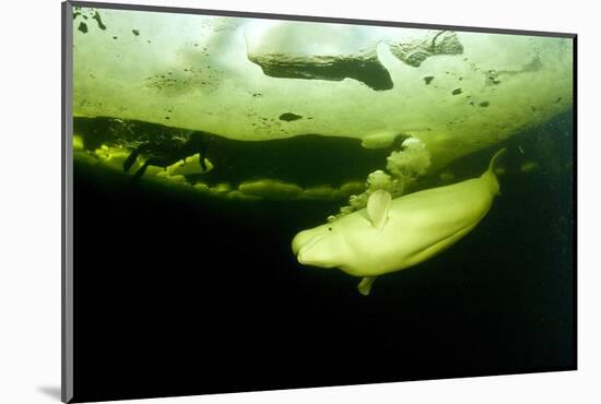 Beluga Whale (Delphinapterus Leucas) Swimming Under Ice And Exhaling Air-Franco Banfi-Mounted Photographic Print