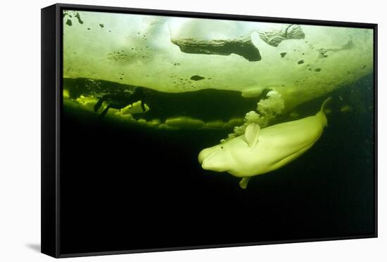 Beluga Whale (Delphinapterus Leucas) Swimming Under Ice And Exhaling Air-Franco Banfi-Framed Stretched Canvas