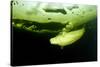 Beluga Whale (Delphinapterus Leucas) Swimming Under Ice And Exhaling Air-Franco Banfi-Stretched Canvas