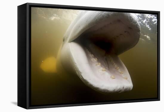 Beluga Whale, Hudson Bay, Canada-null-Framed Stretched Canvas