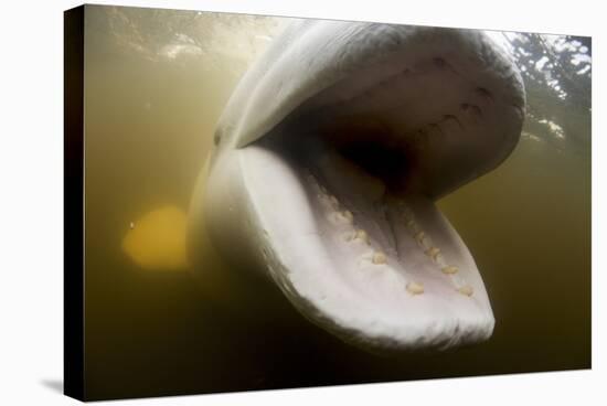 Beluga Whale, Hudson Bay, Canada-null-Stretched Canvas