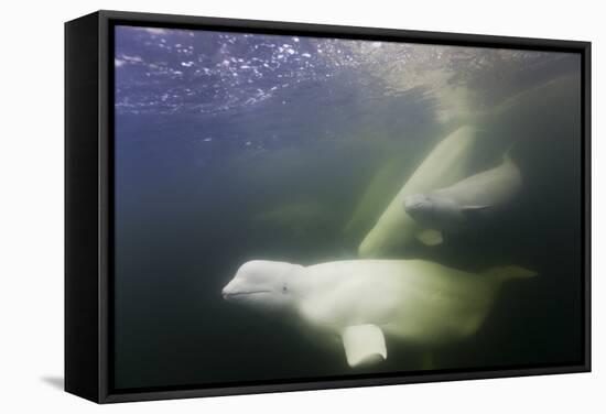 Beluga Whale, Hudson Bay, Canada-null-Framed Stretched Canvas