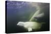 Beluga Whale, Hudson Bay, Canada-null-Stretched Canvas