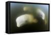 Beluga Whale, Hudson Bay, Canada-null-Framed Stretched Canvas
