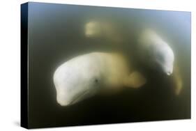 Beluga Whale, Hudson Bay, Canada-null-Stretched Canvas