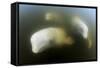 Beluga Whale, Hudson Bay, Canada-null-Framed Stretched Canvas