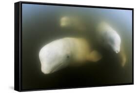 Beluga Whale, Hudson Bay, Canada-null-Framed Stretched Canvas