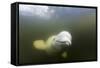 Beluga Whale, Hudson Bay, Canada-null-Framed Stretched Canvas