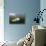 Beluga Whale, Hudson Bay, Canada-null-Stretched Canvas displayed on a wall