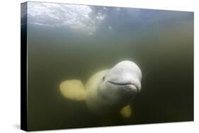 Beluga Whale, Hudson Bay, Canada-null-Stretched Canvas