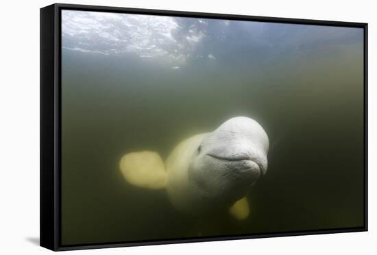 Beluga Whale, Hudson Bay, Canada-null-Framed Stretched Canvas