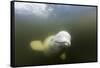 Beluga Whale, Hudson Bay, Canada-null-Framed Stretched Canvas