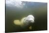 Beluga Whale, Hudson Bay, Canada-null-Stretched Canvas