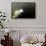 Beluga Whale, Hudson Bay, Canada-null-Framed Stretched Canvas displayed on a wall