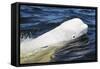 Beluga Whale, Hudson Bay, Canada-Paul Souders-Framed Stretched Canvas