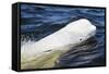 Beluga Whale, Hudson Bay, Canada-Paul Souders-Framed Stretched Canvas