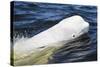 Beluga Whale, Hudson Bay, Canada-Paul Souders-Stretched Canvas