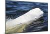 Beluga Whale, Hudson Bay, Canada-Paul Souders-Mounted Photographic Print