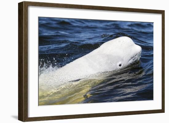 Beluga Whale, Hudson Bay, Canada-Paul Souders-Framed Photographic Print