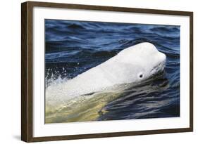 Beluga Whale, Hudson Bay, Canada-Paul Souders-Framed Photographic Print