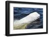 Beluga Whale, Hudson Bay, Canada-Paul Souders-Framed Photographic Print