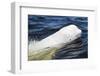 Beluga Whale, Hudson Bay, Canada-Paul Souders-Framed Photographic Print
