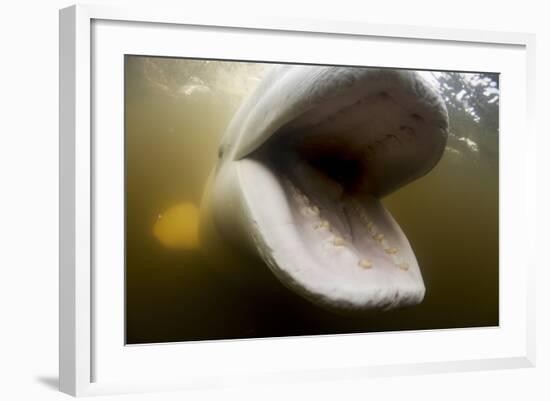 Beluga Whale, Hudson Bay, Canada-null-Framed Photographic Print