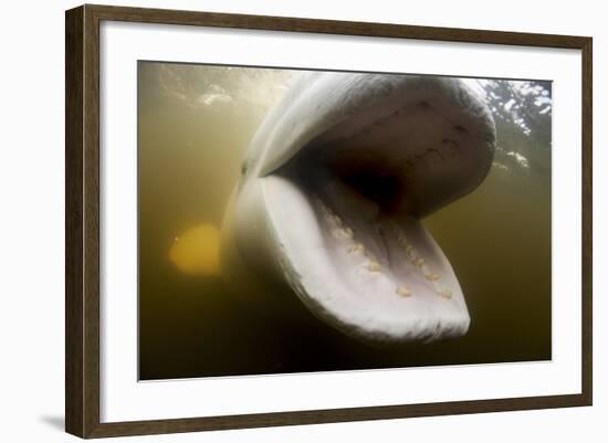 Beluga Whale, Hudson Bay, Canada-null-Framed Photographic Print