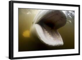 Beluga Whale, Hudson Bay, Canada-null-Framed Photographic Print